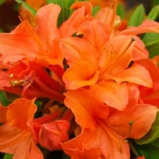 Rododendron MANDARIN LIGHTS